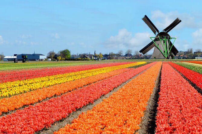 Amsterdam Airport (AMS) Transfer to Amsterdam/Rotterdam/Keukenhof - Comfort and Service: The Things You’ll Notice Right Away