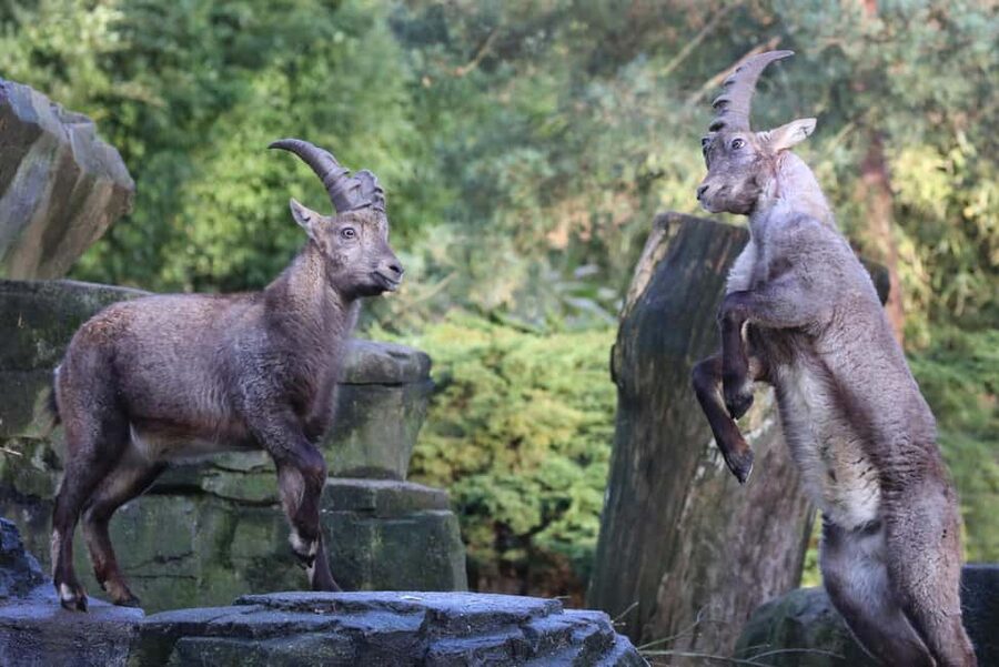 Amsterdam: ARTIS Amsterdam Royal Zoo Entry Ticket - ARTIS-Planetarium: the included space trip you’ll be glad you planned for