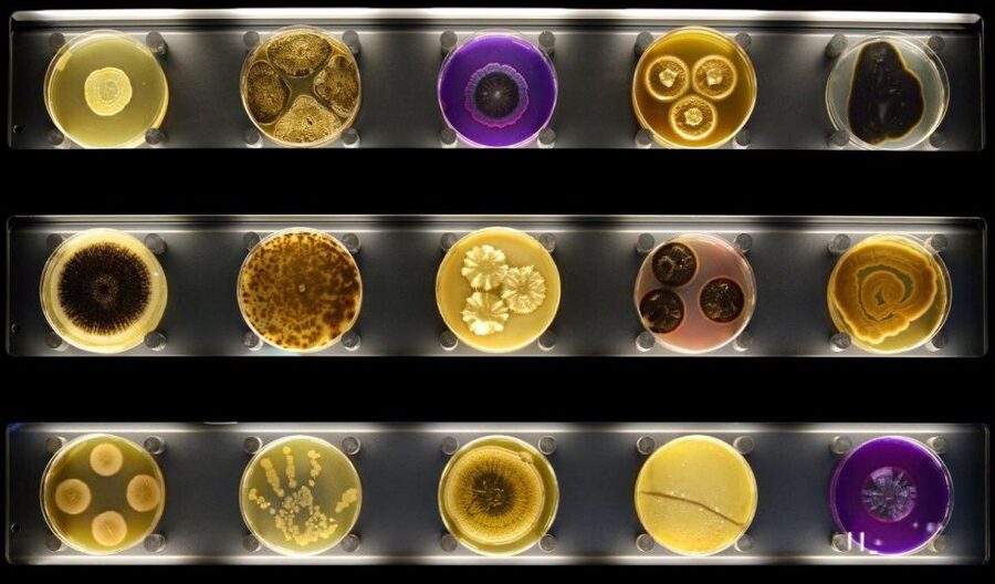 Amsterdam: ARTIS-Micropia Microbe Museum Entry Ticket - Key Things That Make Micropia Worth Your Time