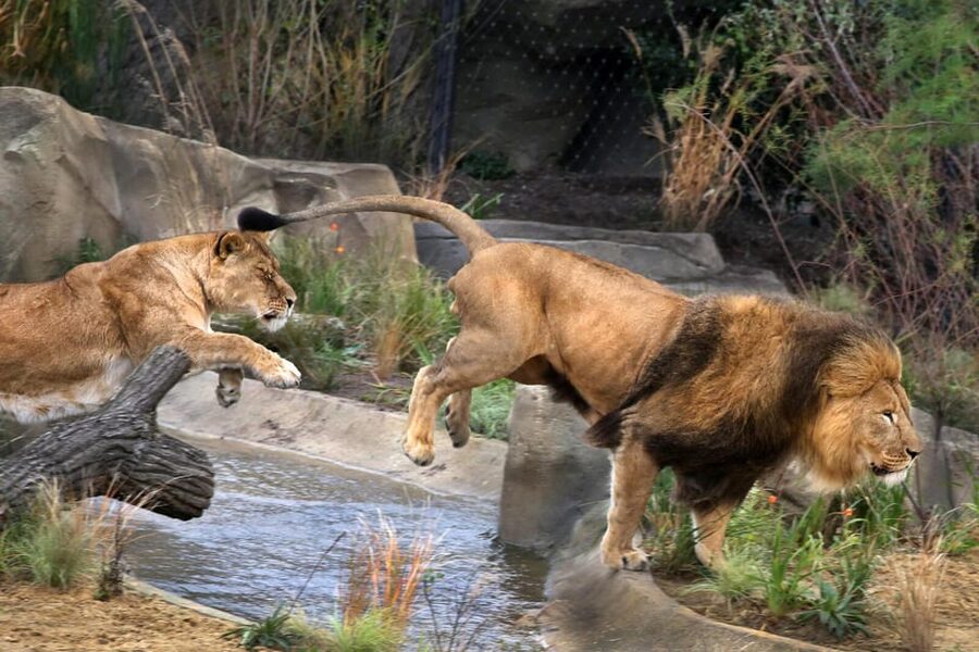 Amsterdam: ARTIS Royal Zoo and ARTIS Groote Museum Ticket - A canal-side day at ARTIS: zoo plus Groote Museum