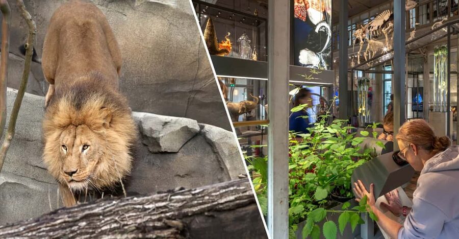 Amsterdam: ARTIS Royal Zoo and ARTIS Groote Museum Ticket - ARTIS Royal Zoo: elephants, lions, gorillas, and the big moments