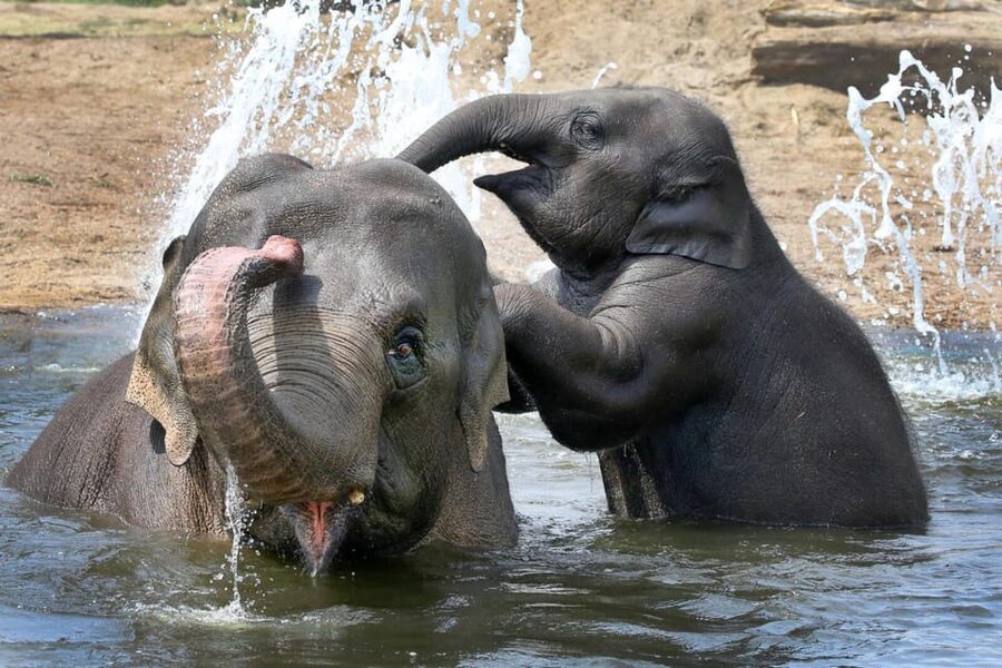Amsterdam: ARTIS Royal Zoo and ARTIS Groote Museum Ticket - Starting at ARTIS-Groote Museum: set your tempo