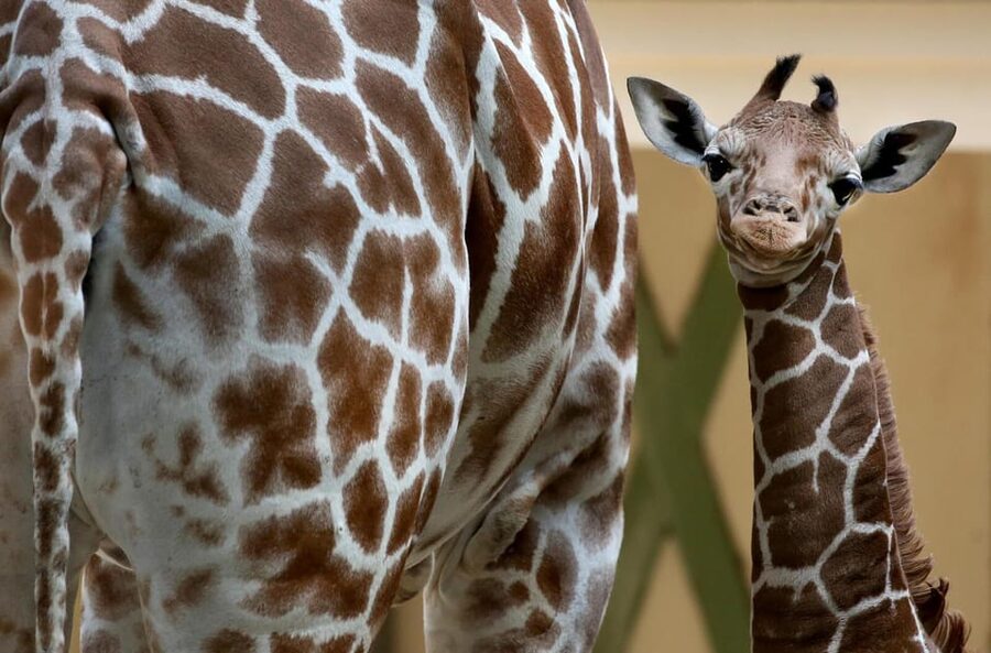 Amsterdam: Artis Royal Zoo & ARTIS-Micropia Combo Ticket - The Planetarium is included: why a space show fits this zoo day