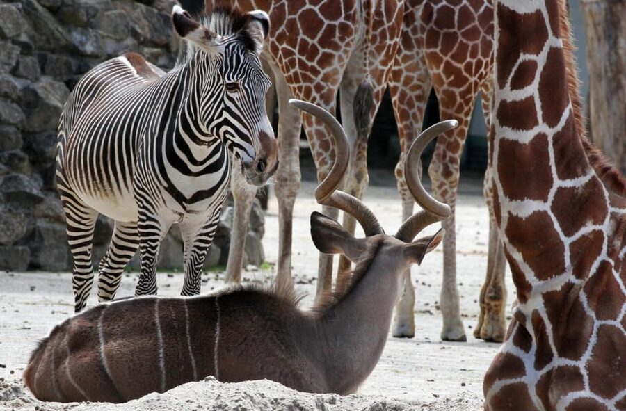 Amsterdam: Artis Royal Zoo & ARTIS-Micropia Combo Ticket - Opening hours that affect your strategy
