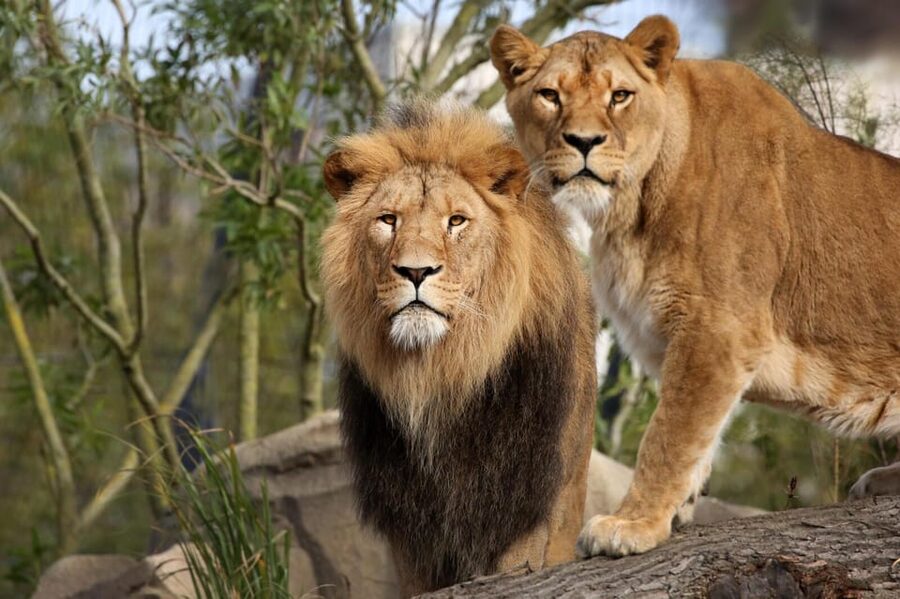 Amsterdam: Artis Royal Zoo & ARTIS-Micropia Combo Ticket - How long should you plan? About a full day, with breathing room