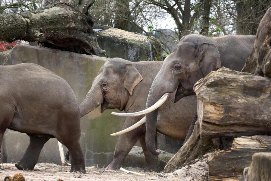 Amsterdam: Artis Royal Zoo & ARTIS-Micropia Combo Ticket - Getting there in Amsterdam: tram 14 is the easiest move