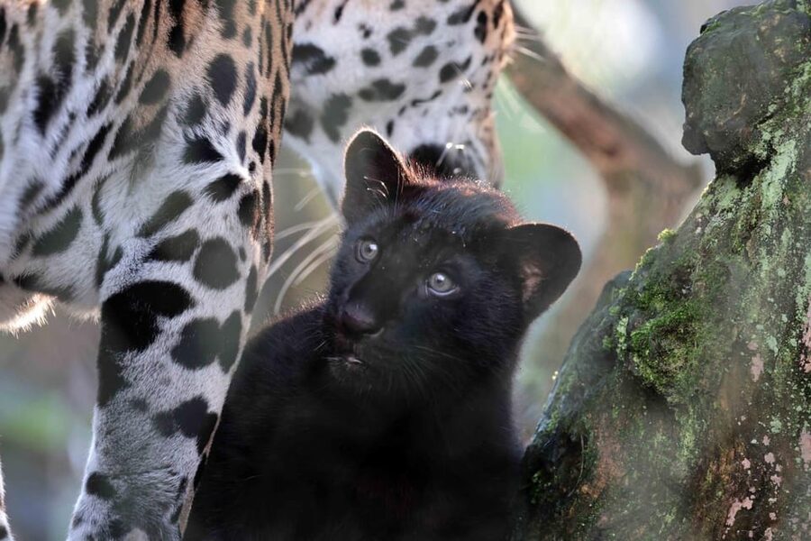 Amsterdam: Artis Royal Zoo & ARTIS-Micropia Combo Ticket - Animal highlights you should aim for: elephants, Madagascar spaces, and otters next to red pandas