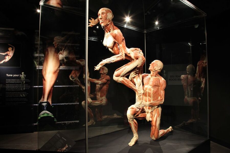 Amsterdam: Body Worlds Exhibition and Canal Cruise - Key highlights you’ll actually care about