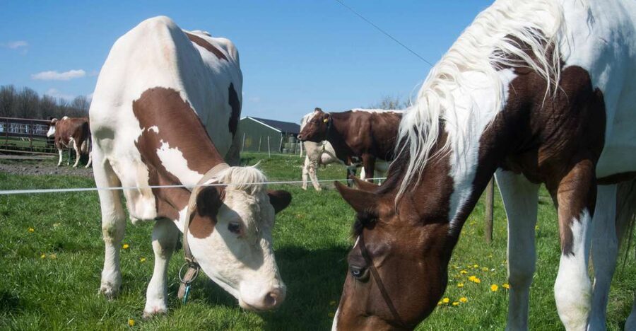 Amsterdam: Full-Day Countryside Tour - Marken: narrow lanes, wooden houses on stilts, and photo opportunities that feel rewarding
