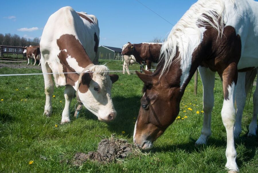 Amsterdam: Full-Day Countryside Tour - Price and value: when $1,130 makes sense