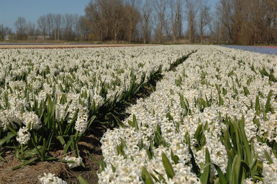 Amsterdam: Half-Day Flower Fields and Keukenhof Bicycle Tour - Why This Keukenhof + Flower Fields Plan Works Better Than Going Solo