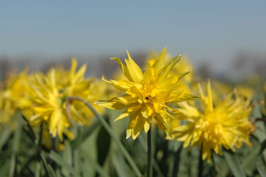 Amsterdam: Half-Day Flower Fields and Keukenhof Bicycle Tour - The Train to Hillegom: A Smooth Transition from City to Flower Country