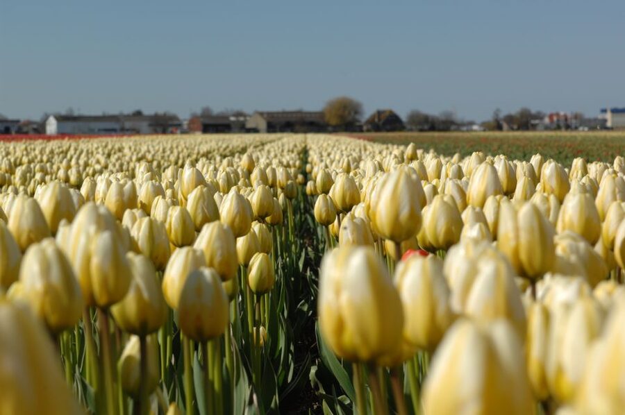 Amsterdam: Half-Day Flower Fields and Keukenhof Bicycle Tour - Stop Details: The Flower Nursery Visit and the Bulb-Growing Story