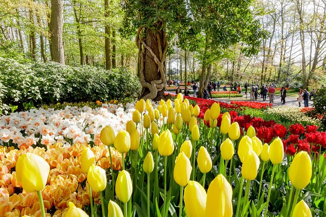 Amsterdam: Half Day Guided Keukenhof Tulip Garden Tour - Key Highlights to Know Before You Go