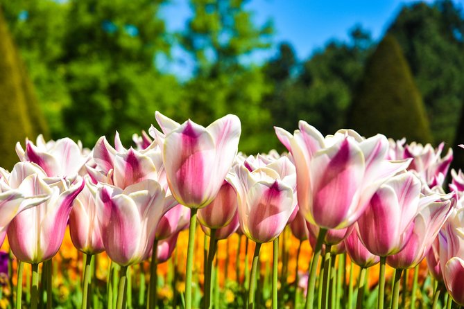 Amsterdam: Half Day Guided Keukenhof Tulip Garden Tour - Optional Amsterdam Canal Cruise: Worth It, If You Can Use the Voucher
