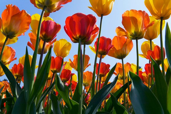 Amsterdam: Half Day Guided Keukenhof Tulip Garden Tour - Where This Tour Delivers Best Value