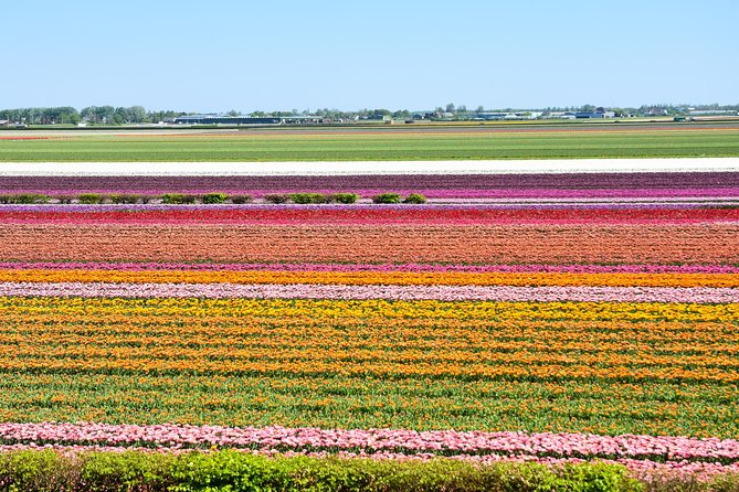 Amsterdam: Half Day Guided Keukenhof Tulip Garden Tour - The Quick Stop Near Lisse: Tulip Fields for Photos (Not a Free-For-All)