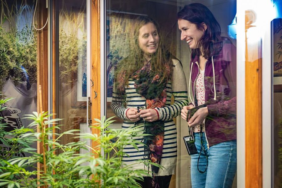 Amsterdam: Hash, Marihuana, and Hemp Museum Entry Ticket - The Big Draw: Highlights from Over 9,000 Cannabis Objects