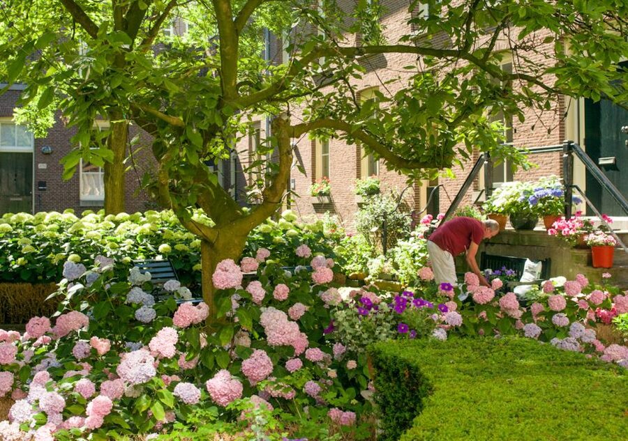 Amsterdam: Jordaan District Tour with a German guide - Tulip mania: how the guide connects 17th-century craze to everyday space
