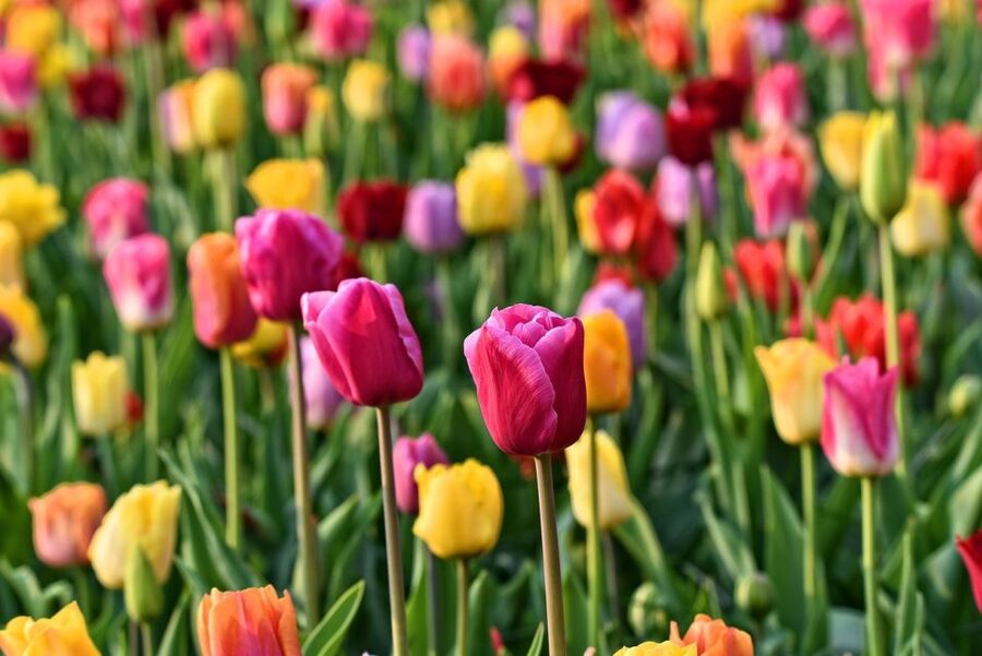 Amsterdam: Keukenhof and Zaanse Schans Live Guided Day Tour - Zaanse Schans Wooden Shoes and Cheese: The Stops That Make It Feel Real