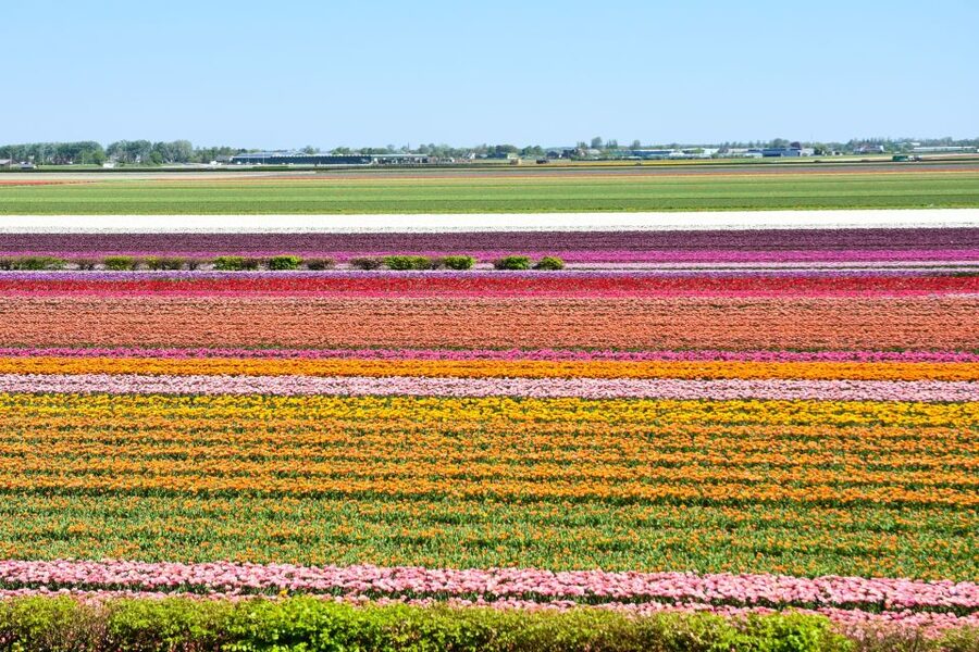 Amsterdam: Keukenhof and Zaanse Schans Live Guided Day Tour - Zaanse Schans Time: Windmills, Village Walk, and What’s Worth Your Energy