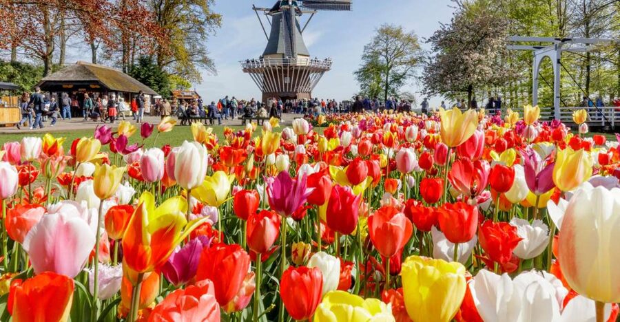 Amsterdam: Keukenhof and Zaanse Schans Live Guided Day Tour - Optional Extras: Canal Cruise Voucher or the This Is Holland 5D Flight