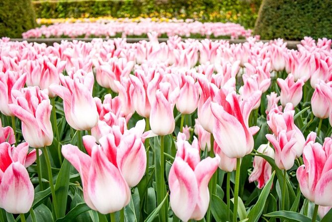 Amsterdam: Keukenhof Entry & Shuttle Bus with Flexible Return - Return to Amsterdam: Frequent Buses and the One Thing to Watch