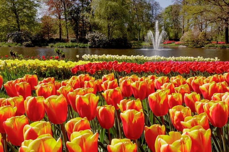 Amsterdam: Keukenhof Entry & Shuttlebus with Flexible Return - Who This Amsterdam–Keukenhof Shuttle Trip Fits Best