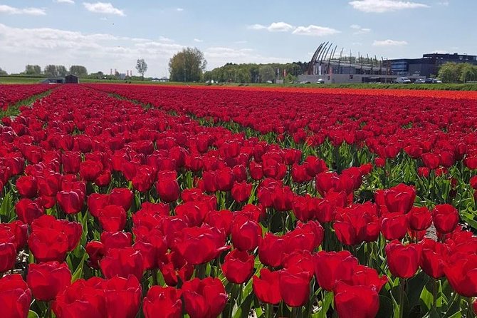 Amsterdam : Keukenhof FlowerFarm Privatetour Skip-The-Line ticket - Key points before you go
