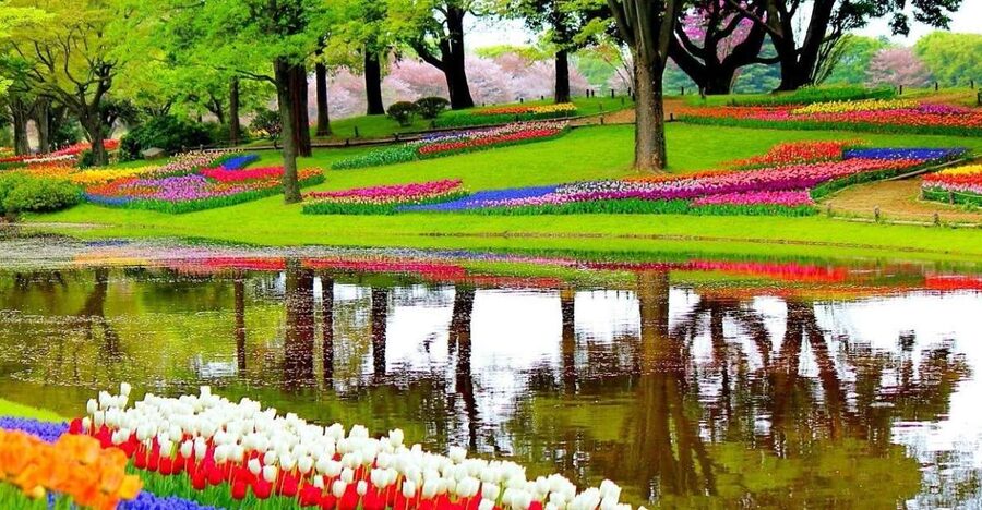 Amsterdam: Keukenhof Gardens Private Sightseeing Tour - Private Mercedes pickup from Amsterdam: the easiest way to start
