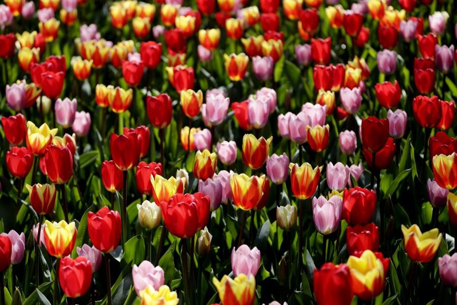 Amsterdam: Keukenhof Ticket with Shuttle Bus + Canal Cruise - Getting There: Shuttle From Amsterdam Center to Keukenhof