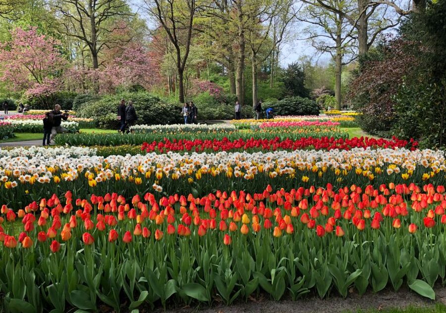 Amsterdam: Keukenhof Tulip Garden and Giethoorn Experience - Price and Value: Is $175 a Good Deal?
