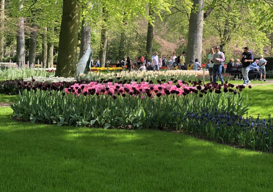 Amsterdam: Keukenhof Tulip Garden and Giethoorn Experience - Walking Giethoorn’s Footpaths: Bridges, Islands, and Quiet Calm