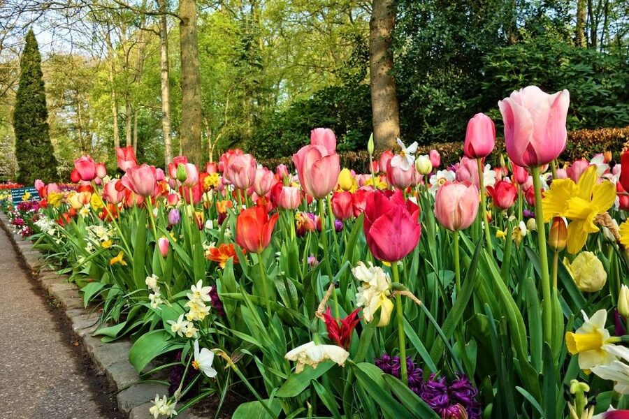 Amsterdam: Keukenhof & Zaanse Schans Windmills Private Tour - Key Things You Should Know Before You Go