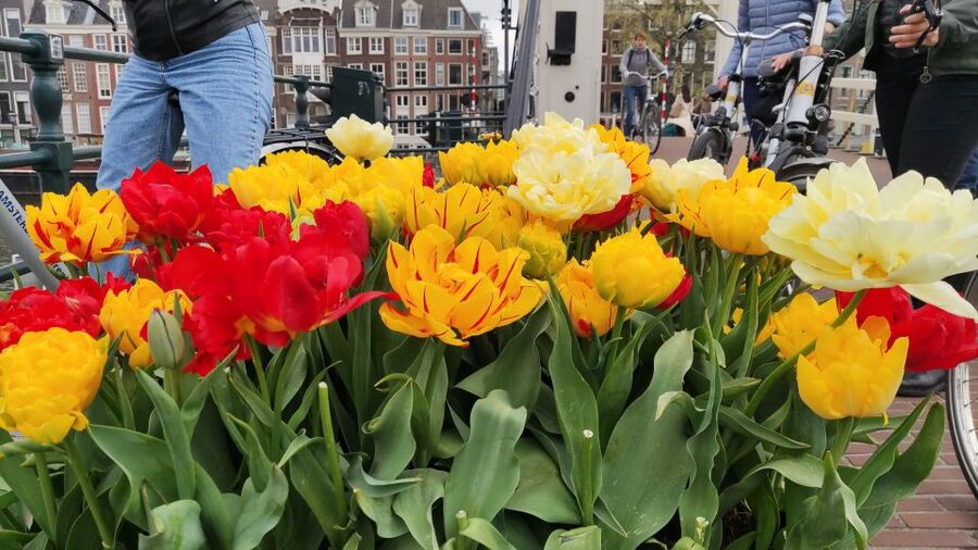 Amsterdam: Off the Beaten Path Bike Tour in French - When this tour is the best choice for you