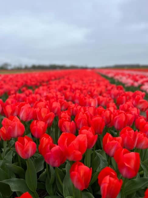 Amsterdam: Private Keukenhof and Free Tulip Tour - Private chauffeur to Keukenhof: the stress-free start from Amsterdam and beyond