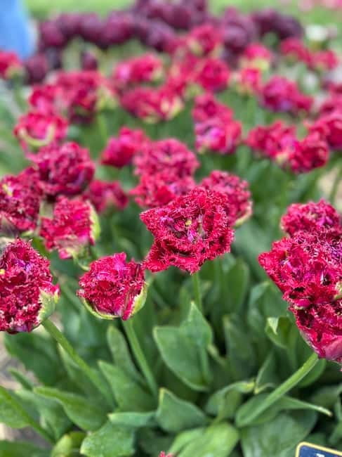 Amsterdam: Private Keukenhof and Free Tulip Tour - Getting pickup and drop-off right: where this tour is strongest
