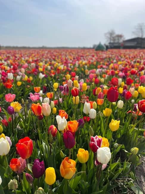 Amsterdam: Private Keukenhof and Free Tulip Tour - Practical tips so the day stays fun (not just pretty)