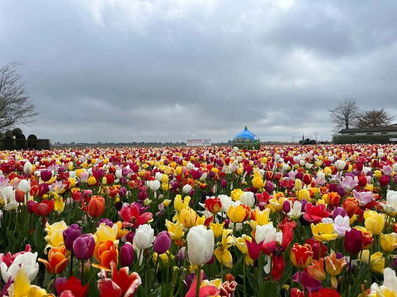 Amsterdam: Private Keukenhof and Free Tulip Tour - Who should book this private Keukenhof and tulip-field tour?