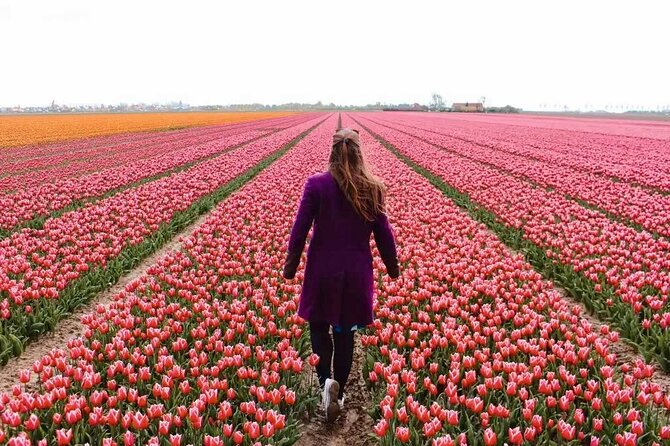 Amsterdam Private Tour to Keukenhof, Tulip Fields and Windmills - Key things I’d lock in before you go