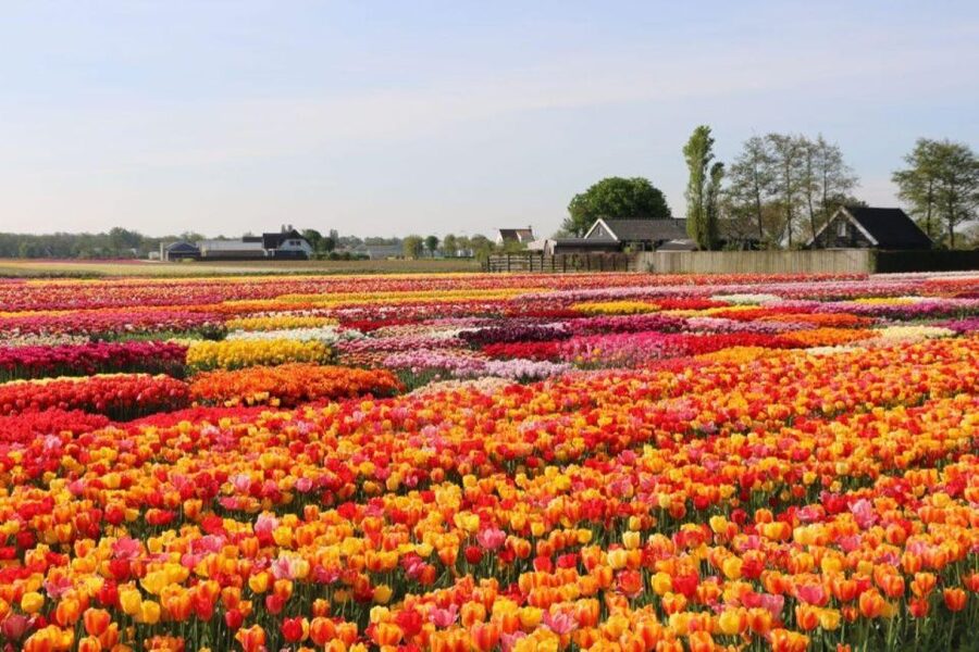 Amsterdam: Private tour Tulips, Keukenhof, Windmill & Cheese - Tulip Experience Amsterdam: museum facts, then bulb-field photos