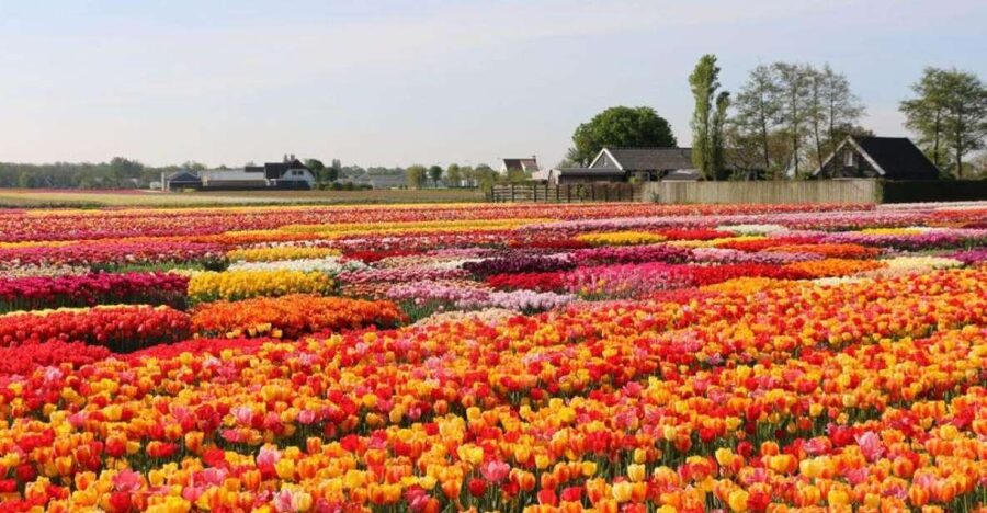 Amsterdam: Private tour Tulips, Keukenhof, Windmill & Cheese - Zaanse Schans: windmills with purpose, plus shoes and cheese