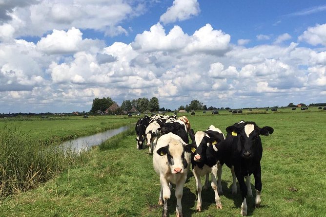 Amsterdam's Countryside Half-Day Bike Tour in Small Group - The Waterland route: polders, farms, and water-control stories