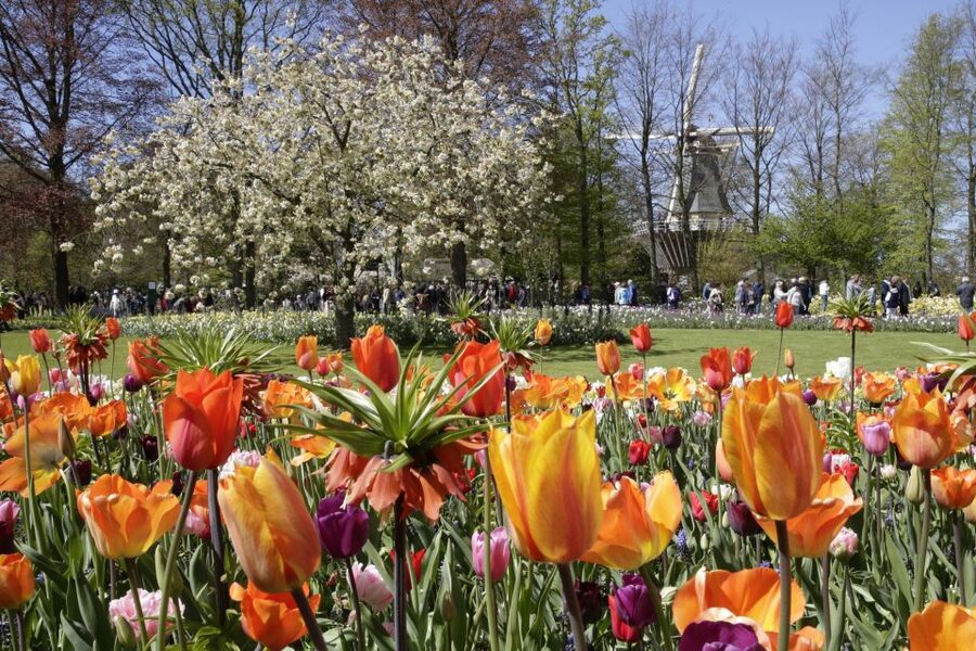 Amsterdam: Tour to Keukenhof Gardens with Windmill Cruise - Who should book this tour