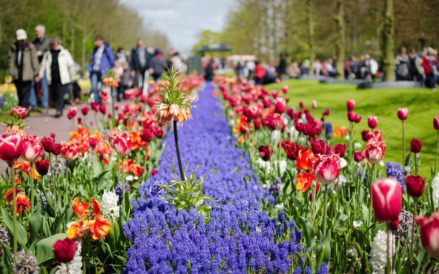 Amsterdam: Tour to Keukenhof Gardens with Windmill Cruise - Coach timing and the “stay as long as you like” return plan