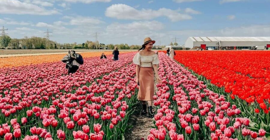 Amsterdam: Tulip Farm Visit, Keukenhof, and Windmill Cruise - Price and value: what $99 really covers