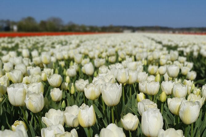 Amsterdam TulipFields of Holland Tour - Amsterdam tulips, but with room to breathe