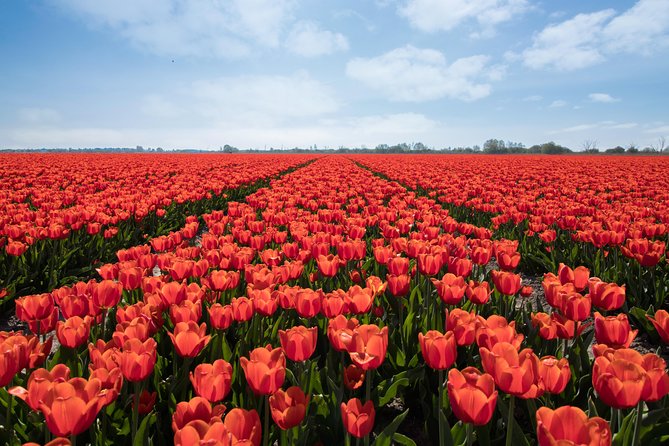 Amsterdam TulipFields of Holland Tour - The start point: where your tulip day begins (and why it matters)