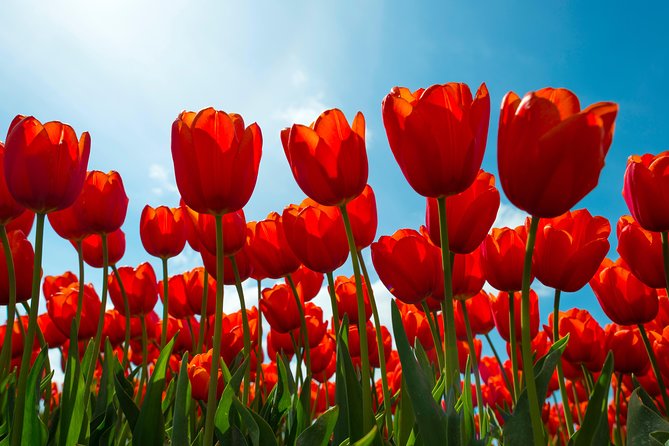 Amsterdam TulipFields of Holland Tour - Stop 2 at De Tulperij: farmer cultivation of tulips, hyacinths, and daffodils