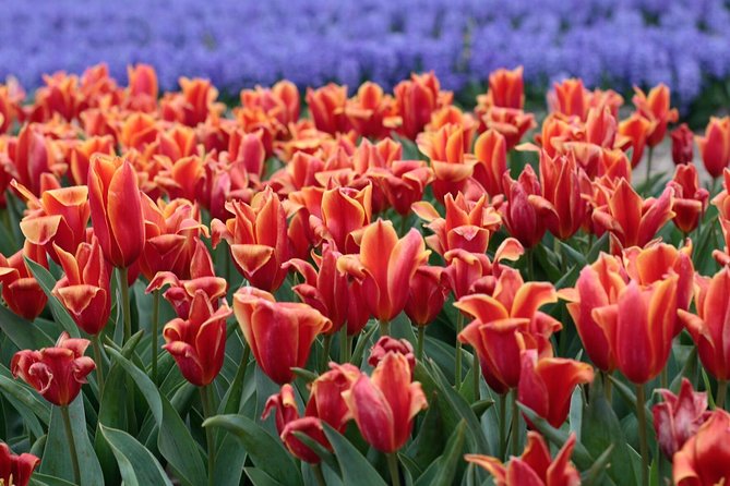 Amsterdam TulipFields of Holland Tour - The Leander factor: why the guide shapes your day